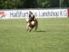 Championat (45)