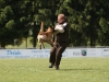 Championat (53)