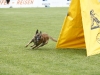 Championat (61)