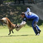 dhv_2008_yannik