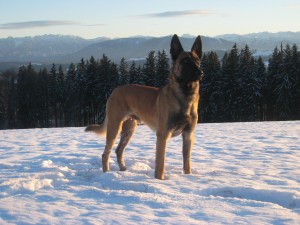 IMG_3007 IMG_3007