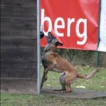 DHV Sichtung für 2010 - DEA