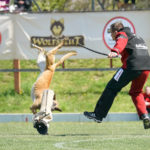 FMBB WM 2017 (163 von 284)
